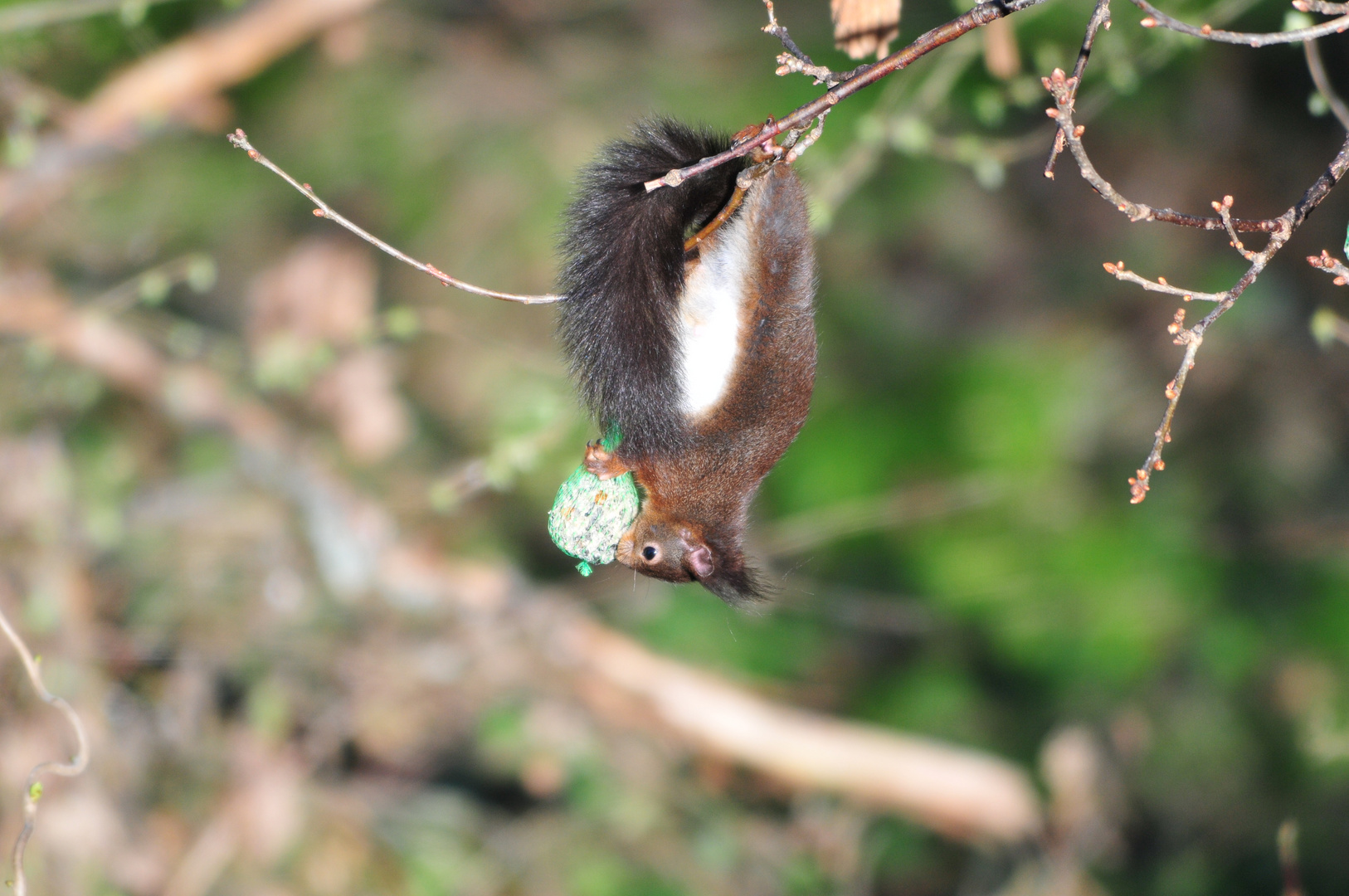 einfach mal abhängen... - Eichhörnchen (Sciurus vulgaris)