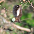 einfach mal abhängen... - Eichhörnchen (Sciurus vulgaris)