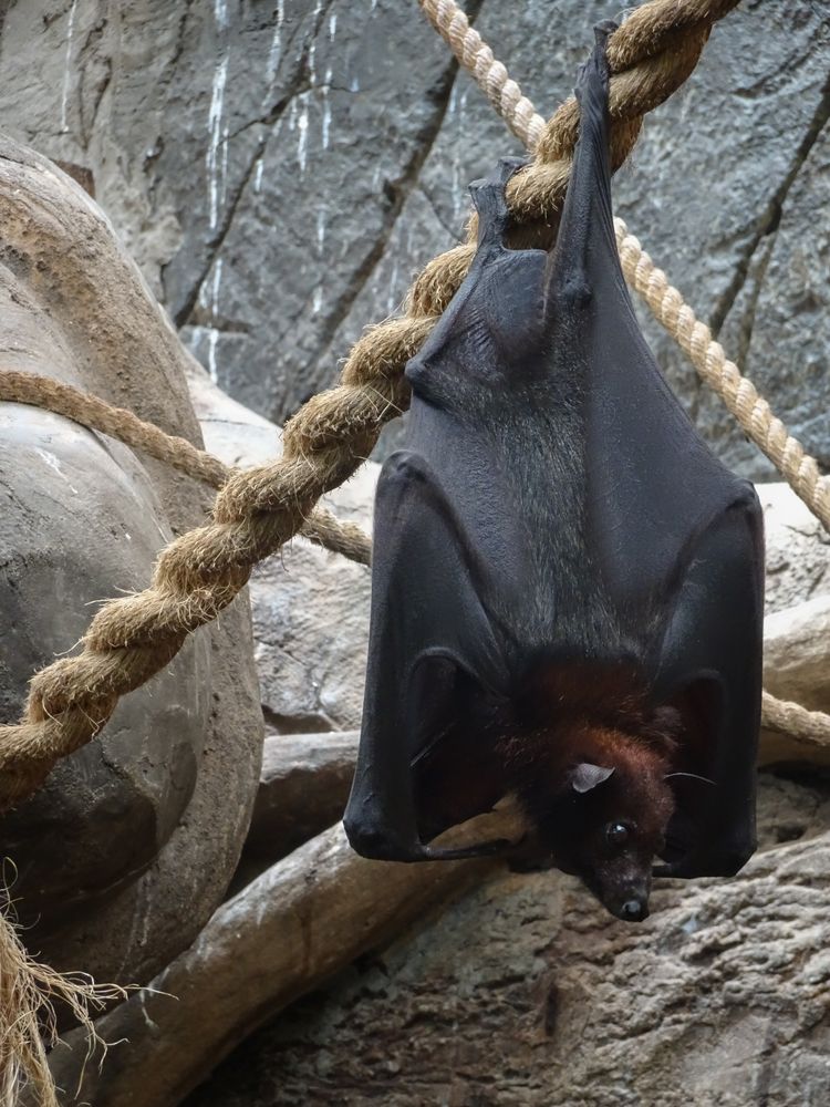 Einfach mal abhängen Flughund auf der Cango Wildlife Ranch in