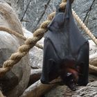 Einfach mal abhängen - Flughund auf der Cango Wildlife Ranch in Oudtshoorn, Südafrika