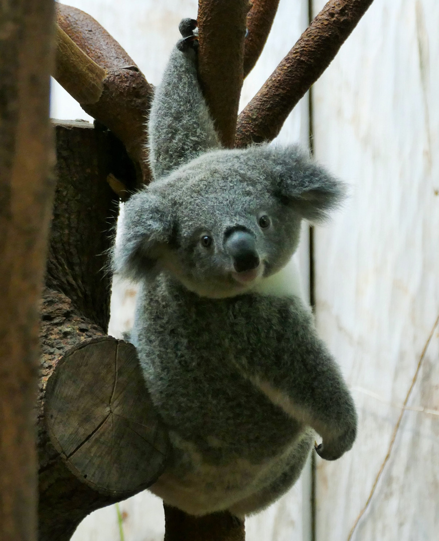 "Einfach mal Abhängen", junger Koala im Duisbürger Zoo