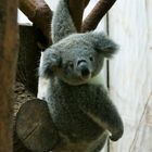 "Einfach mal Abhängen", junger Koala im Duisbürger Zoo