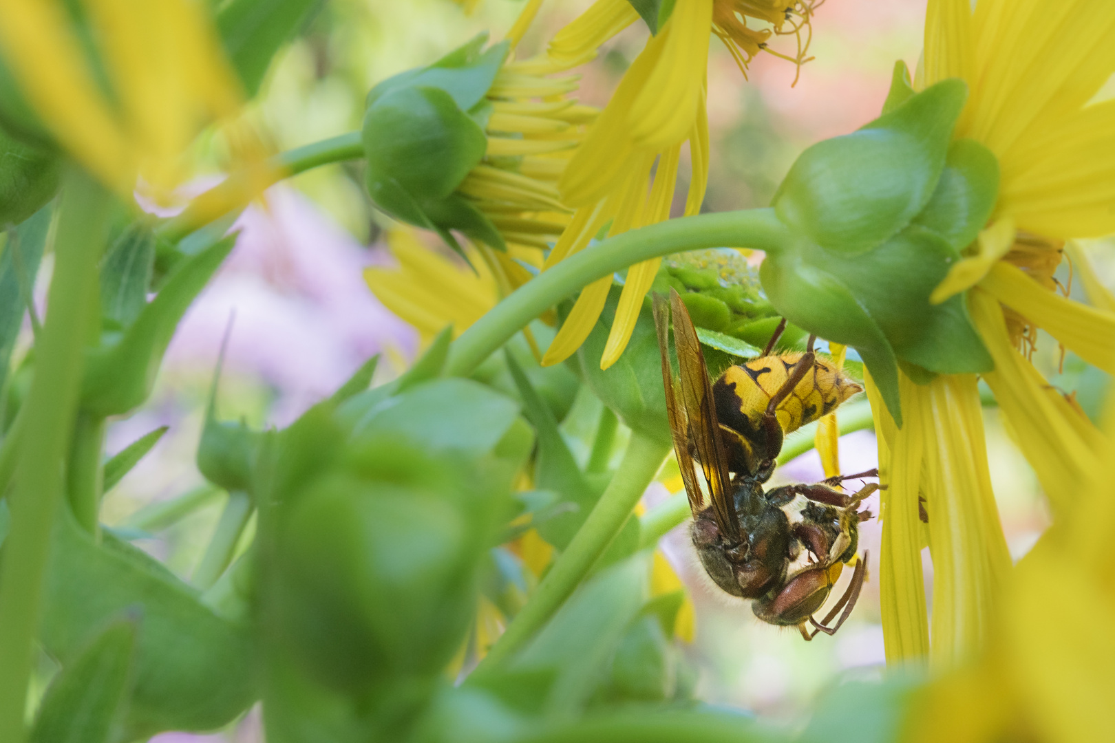 einfach mal abhängen und einen Bienenkopf ausschlürfen