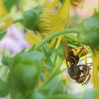 einfach mal abhängen und einen Bienenkopf ausschlürfen