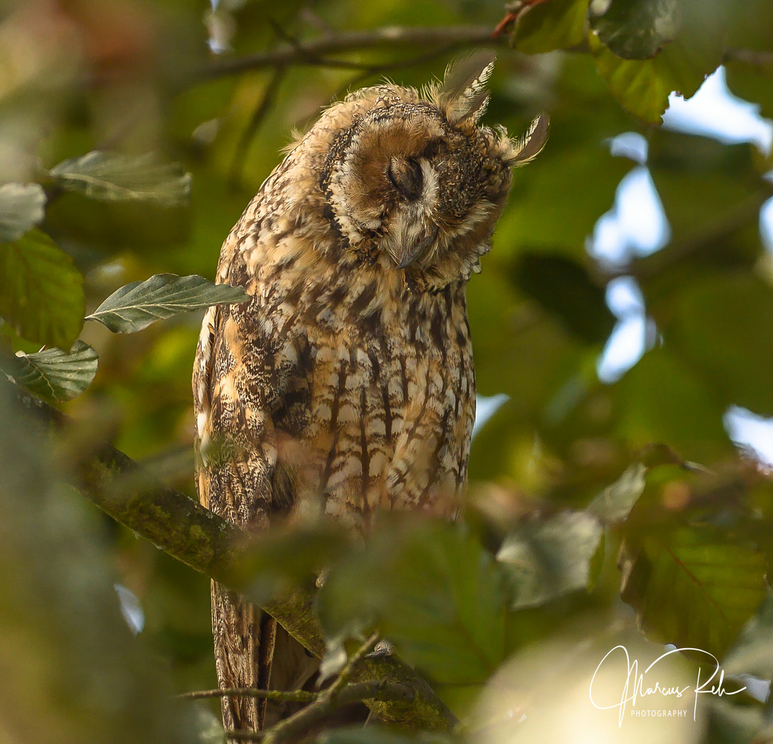 Einfach mal abschalten Foto &amp; Bild tiere, wildlife, wild lebende vögel Bilder auf
