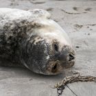 einfach mal am strand abhängen ...