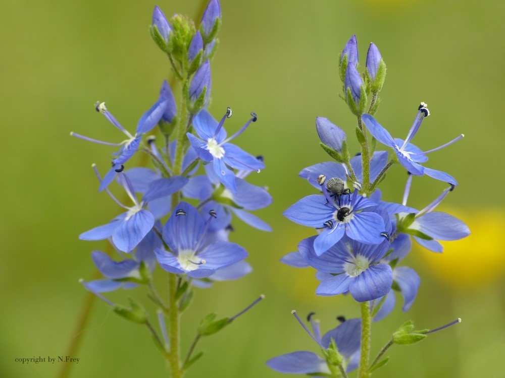 einfach mal "Blaumachen" :)