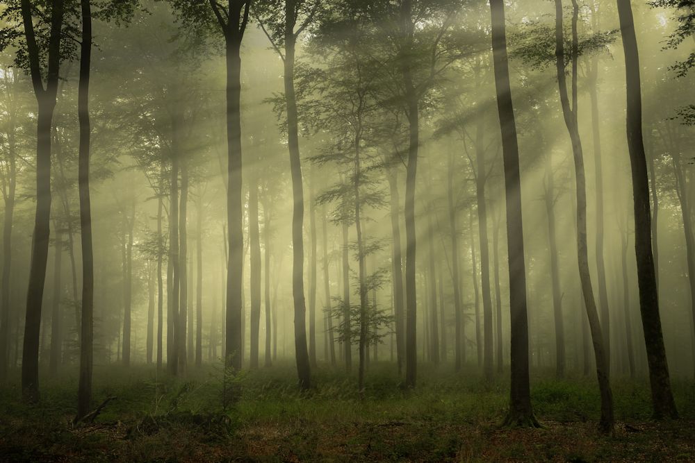 Einfach mal den Morgen im Wald genießen...