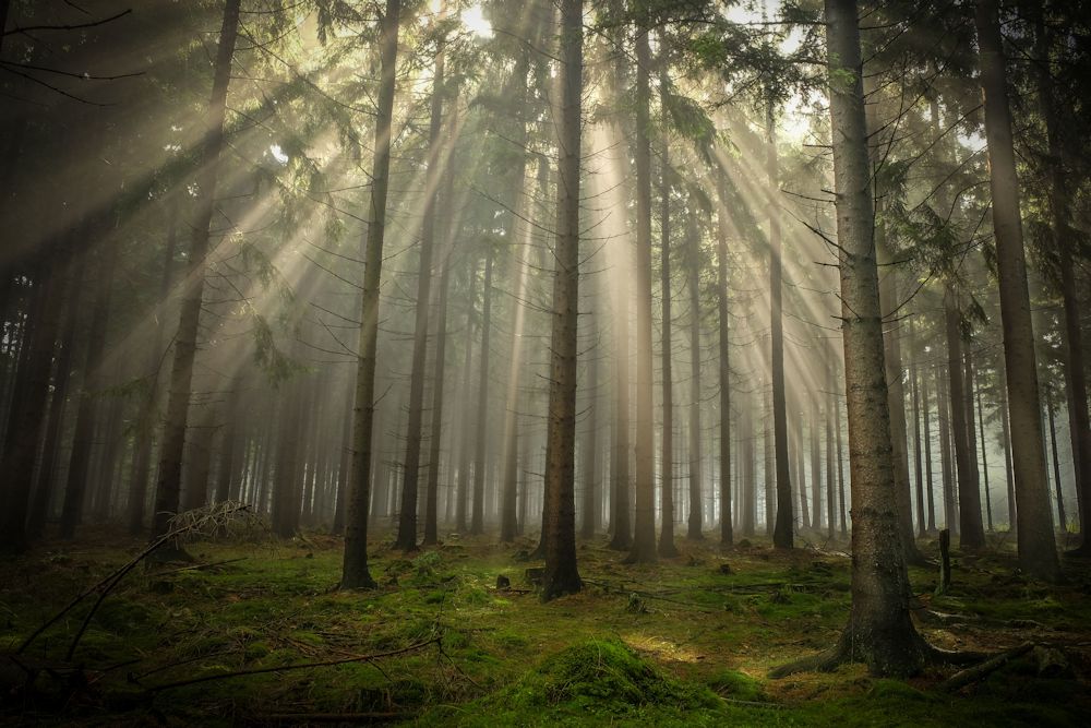 Einfach mal die Sonnenstrahlen im Wald genießen...