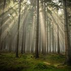 Einfach mal die Sonnenstrahlen im Wald genießen...