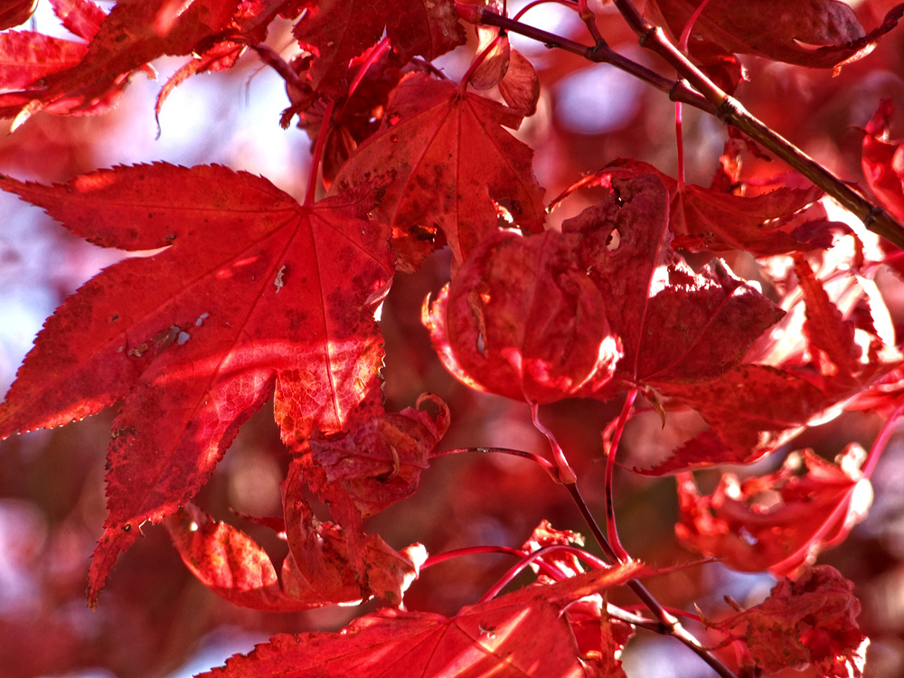 ~einfach mal ein Herbstgruß~