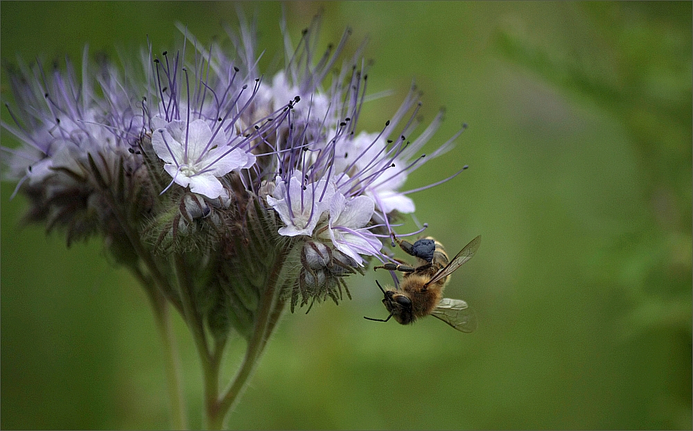 Einfach mal ein Sommerbildchen aus dem Garten :)