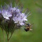 Einfach mal ein Sommerbildchen aus dem Garten :)