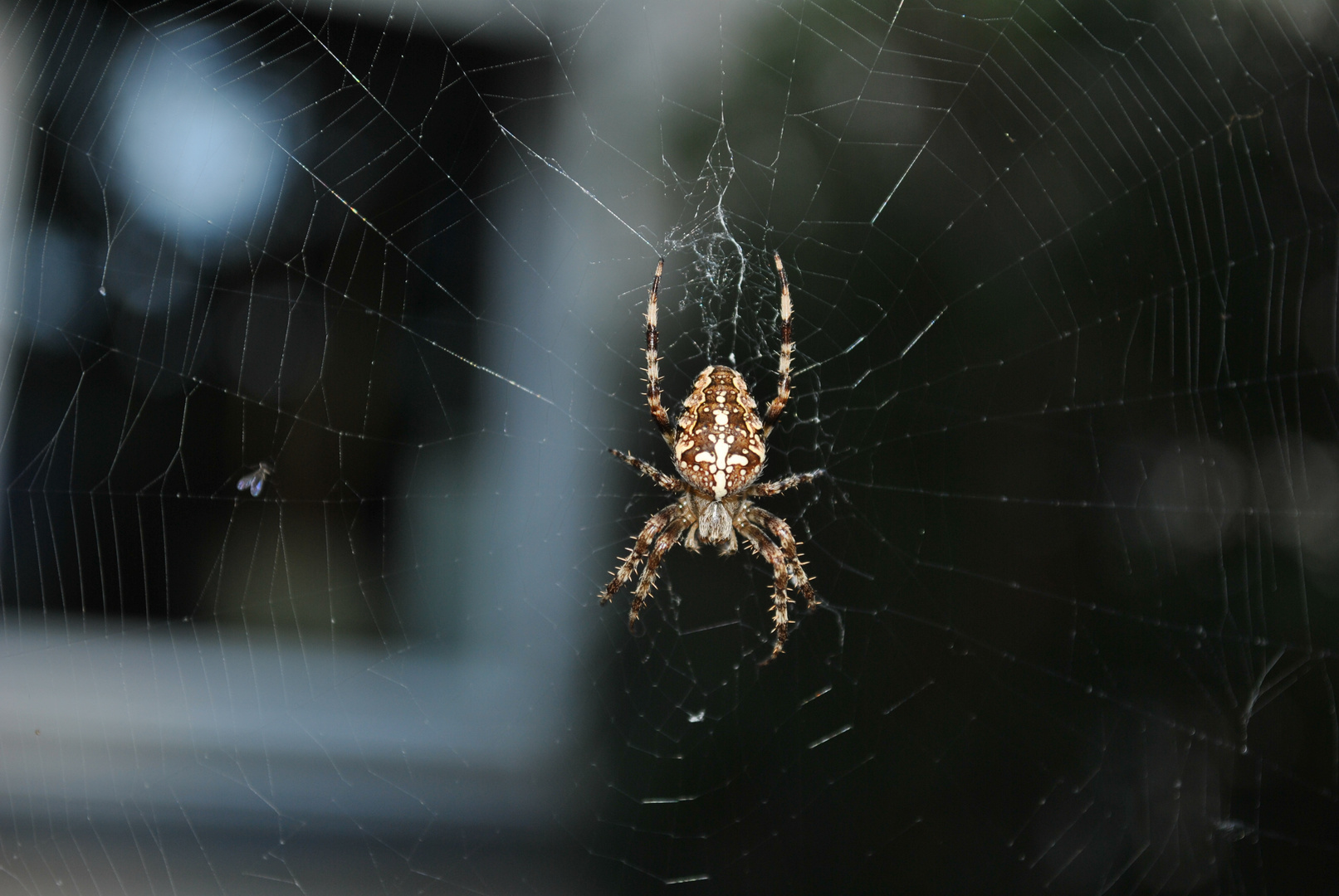 Einfach mal eine Spinne