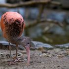 Einfach mal einen Vogel !!