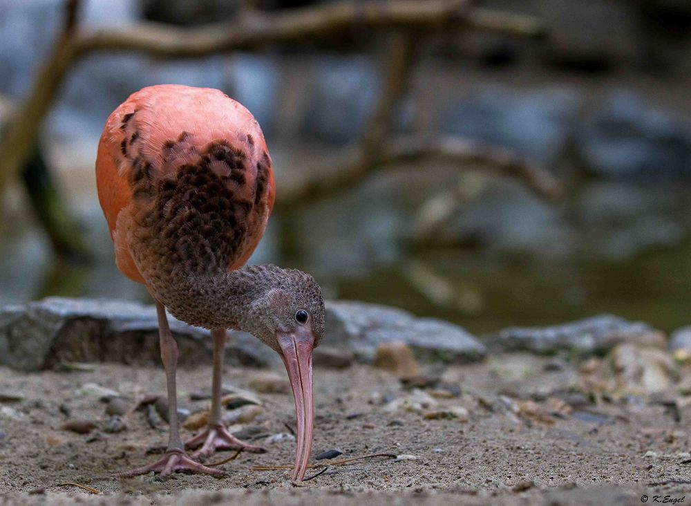 Einfach mal einen Vogel !!