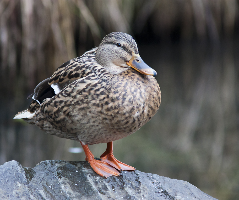 Einfach mal Ente