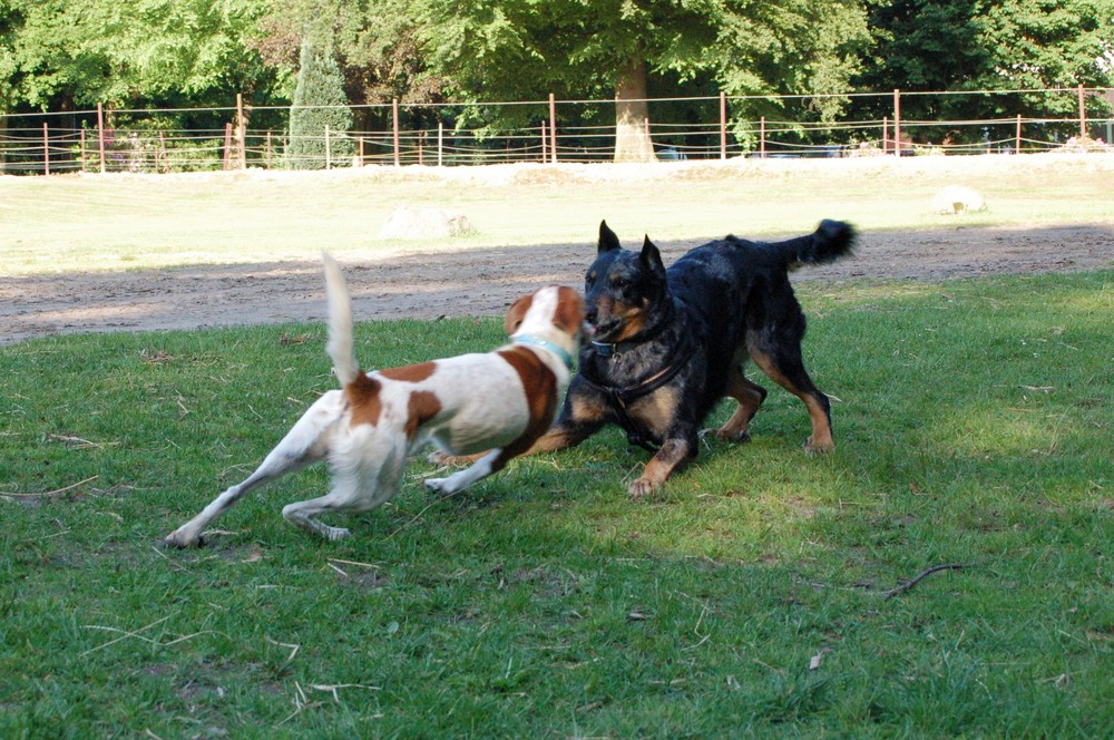 Einfach mal Hund sein