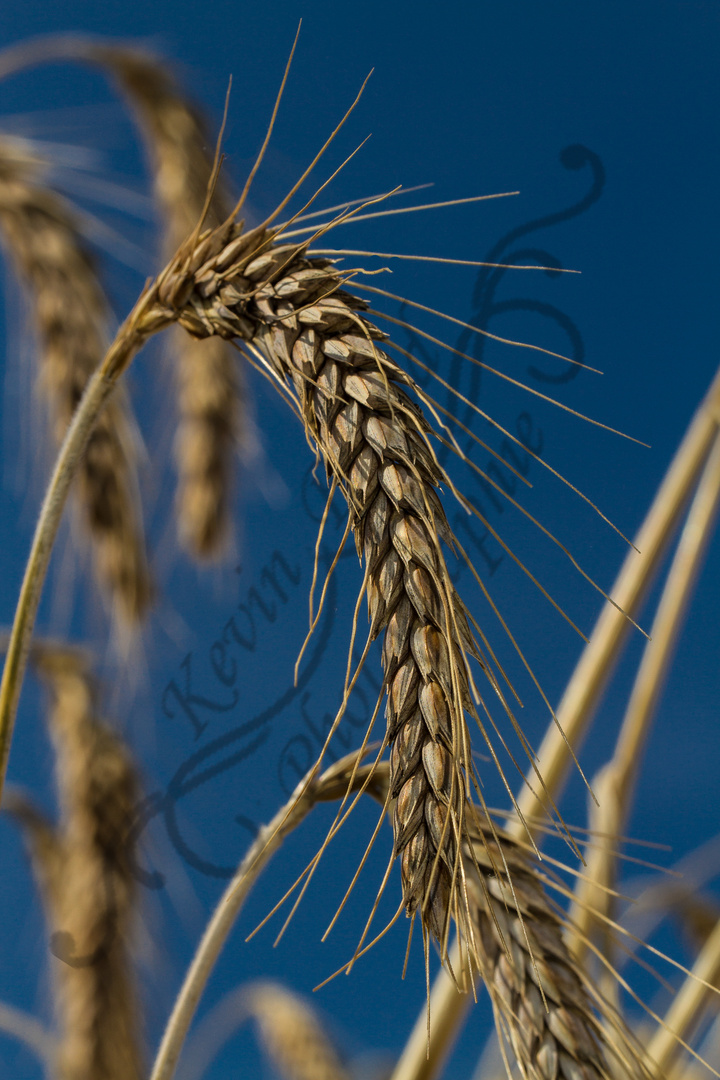 Einfach mal im Feld liegen und dem Wind lauschen