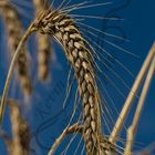 Einfach mal im Feld liegen und dem Wind lauschen