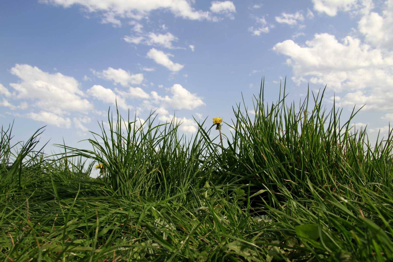 Einfach mal im Gras liegen .....