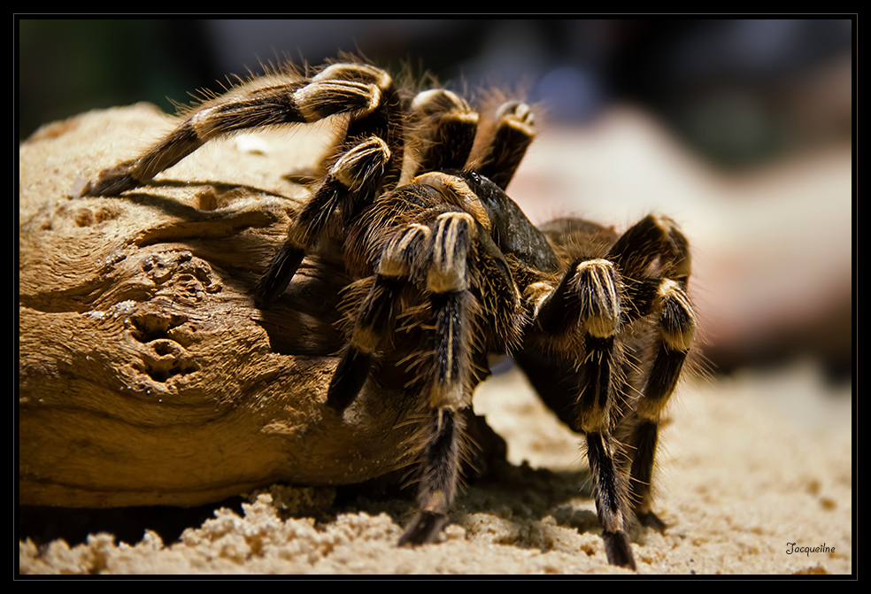 einfach mal ne Vogelspinne