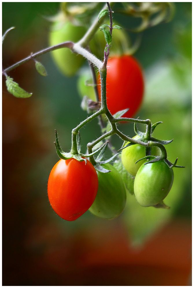 einfach mal Tomaten