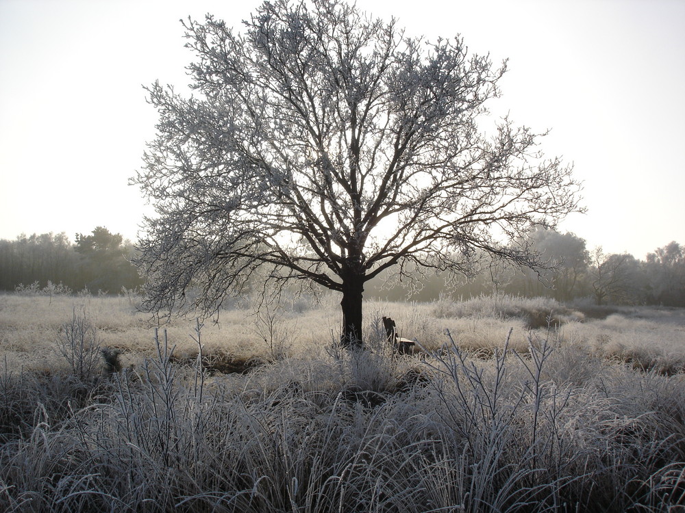 Einfach mal Winter