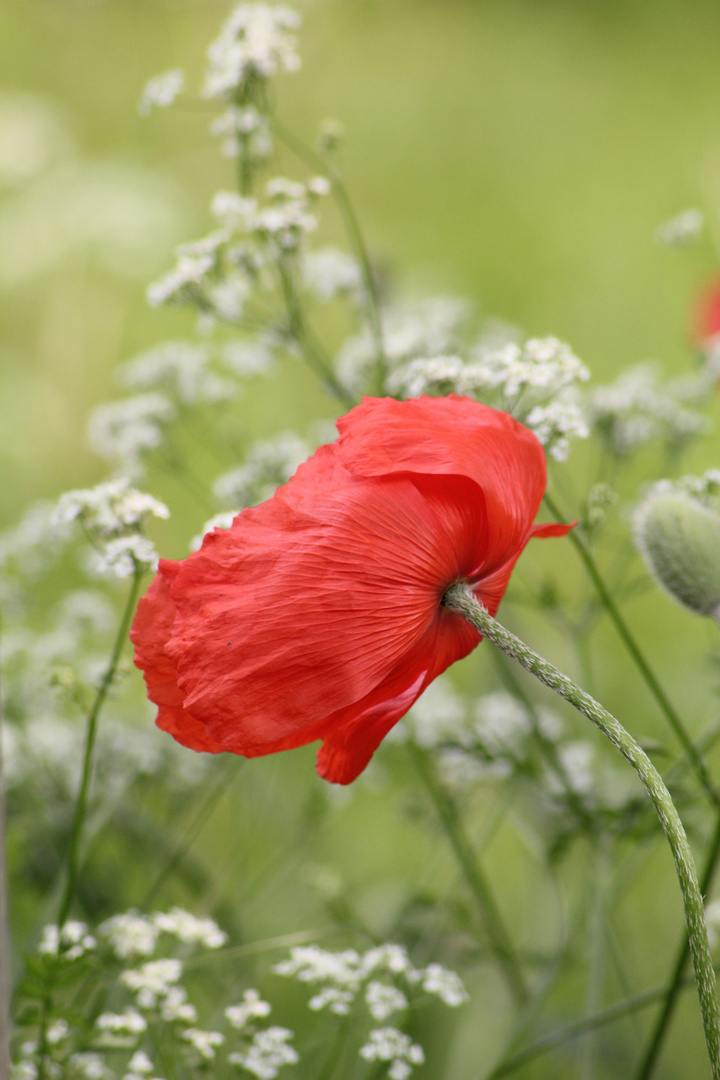 einfach Mohn..