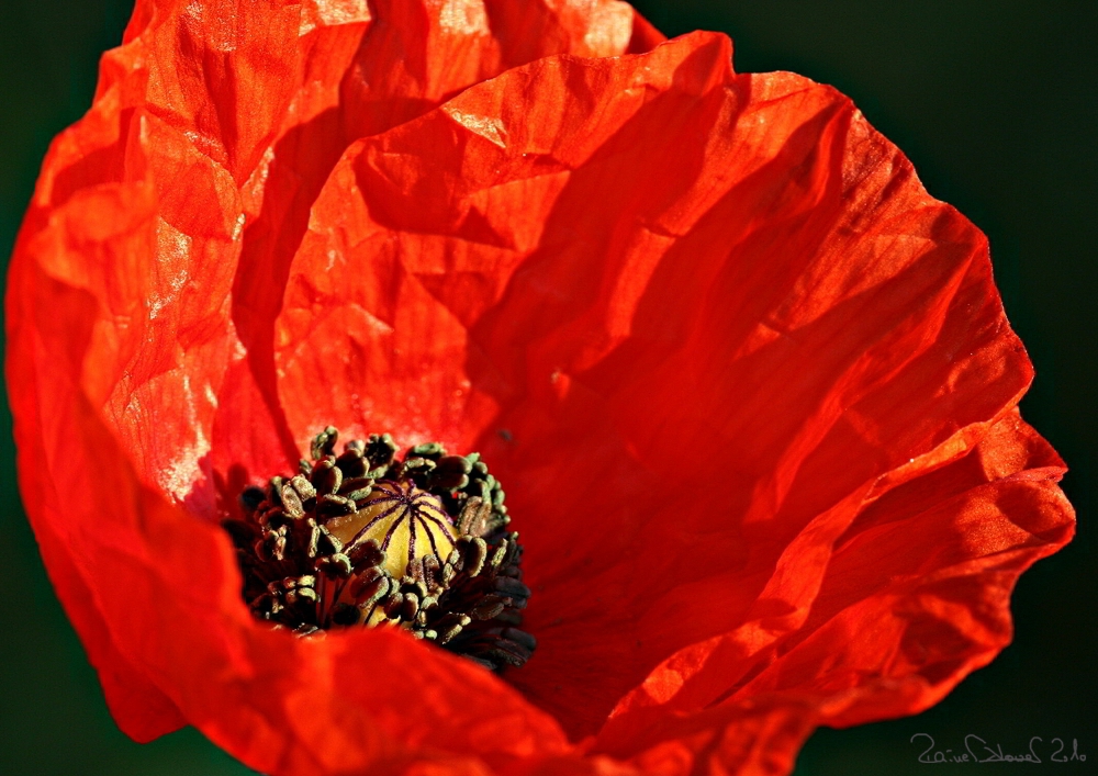 Einfach Mohn