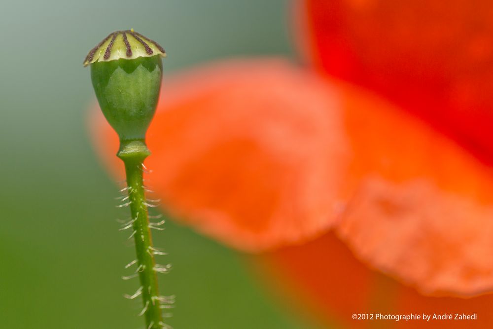 Einfach Mohn