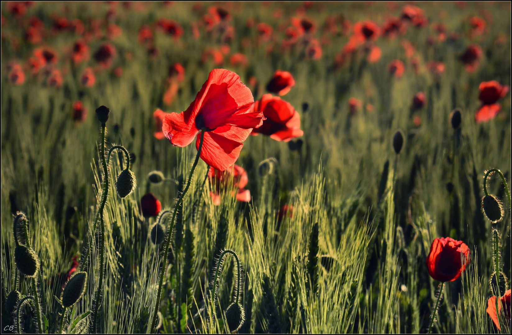 Einfach Mohn