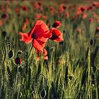 Einfach Mohn