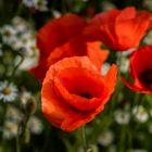 Einfach Mohn