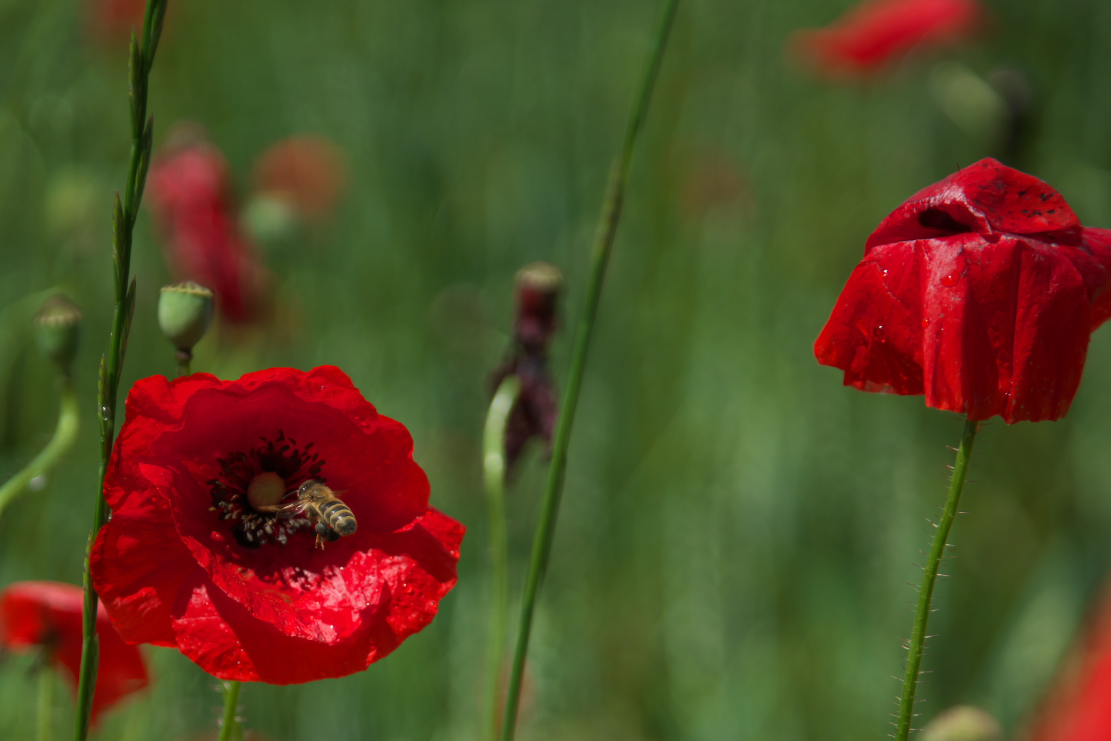 Einfach Mohn DSC02674