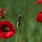 Einfach Mohn DSC02674