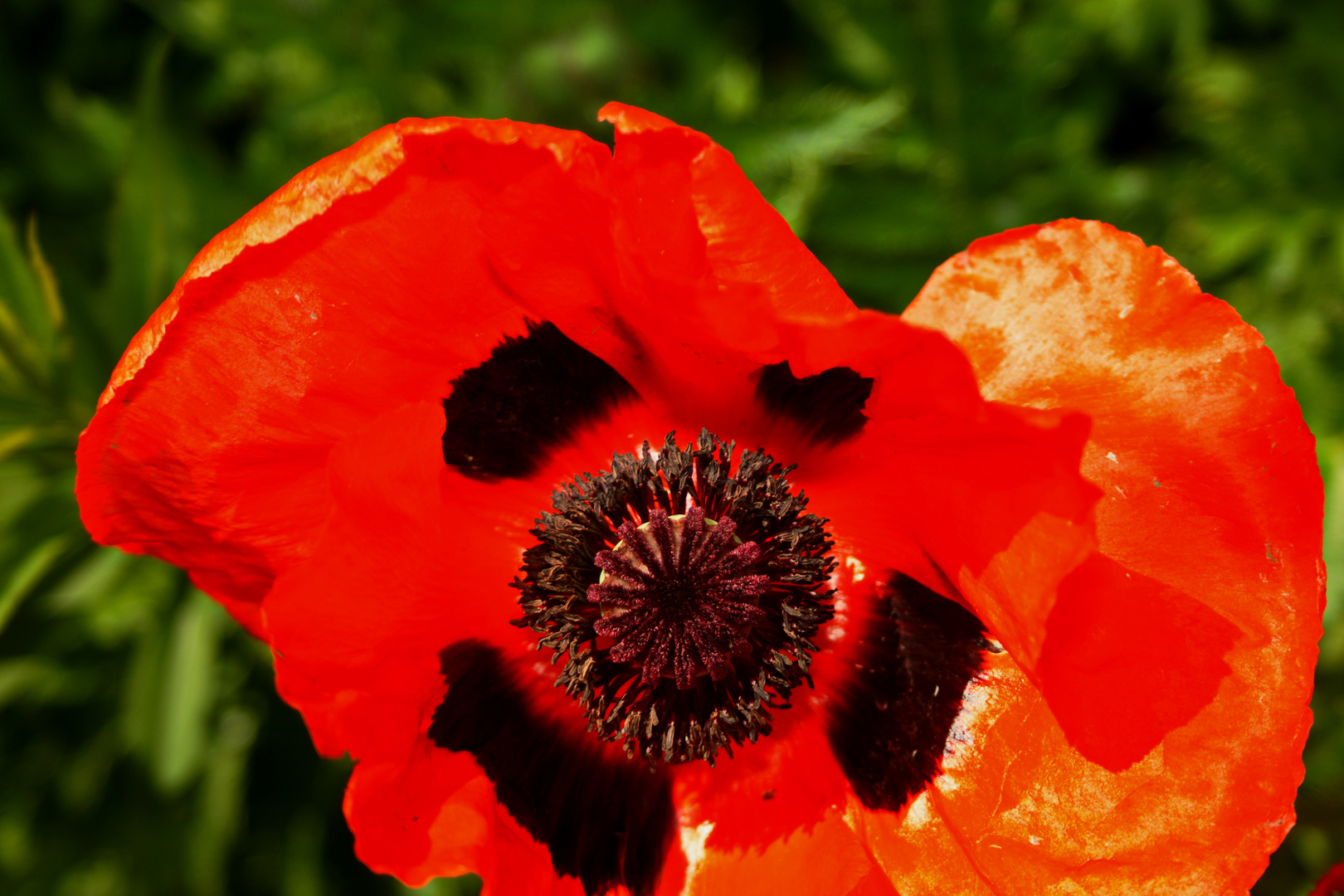 einfach Mohn