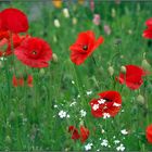 Einfach Mohn