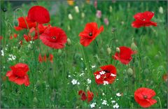 Einfach Mohn