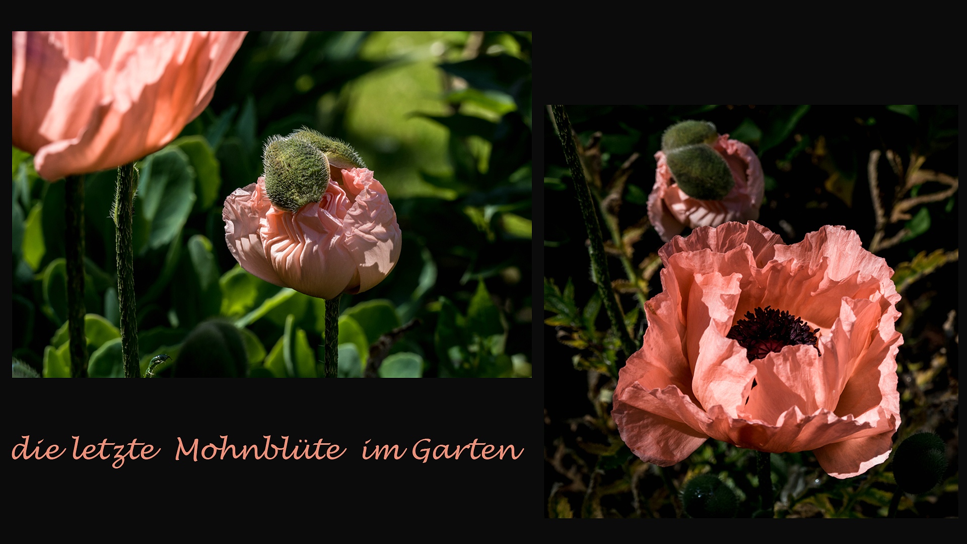 einfach Mohn