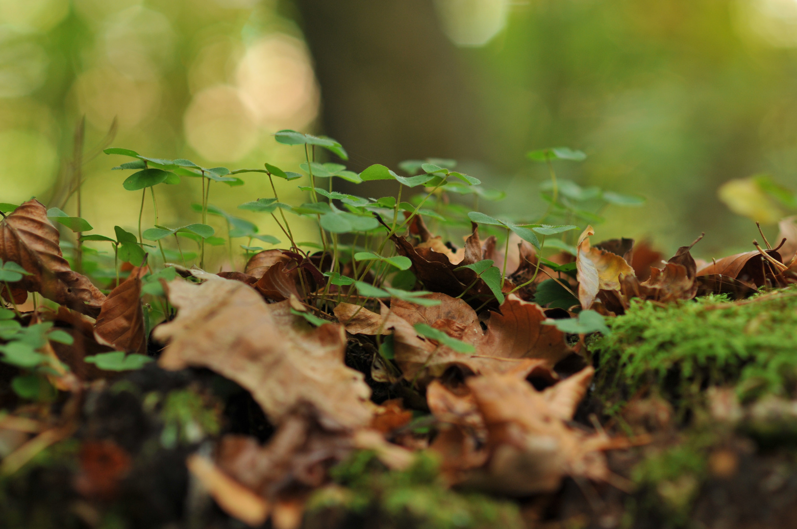 einfach Natur, Facetten vom Herbst