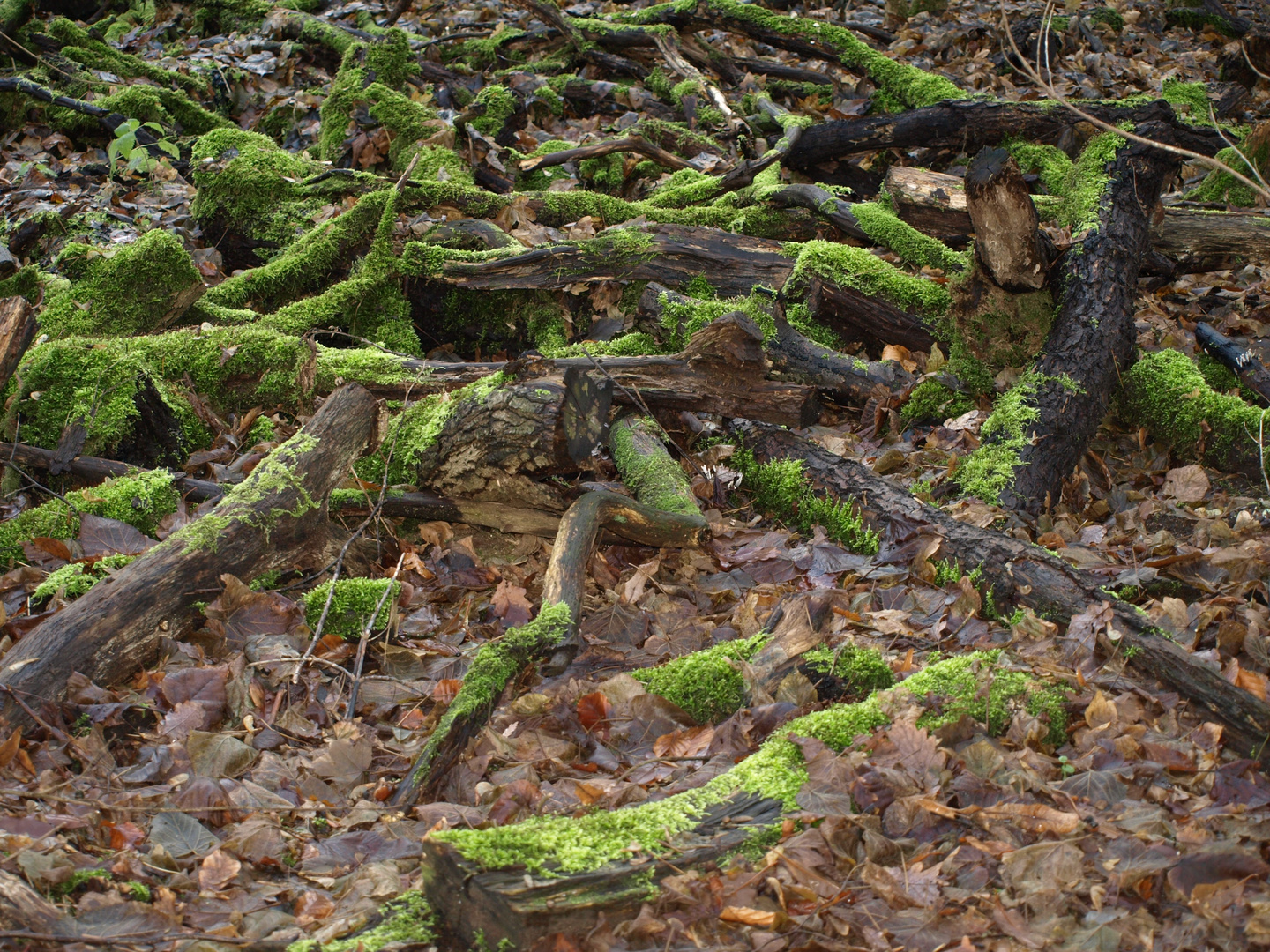 Einfach Natur - im Herbst