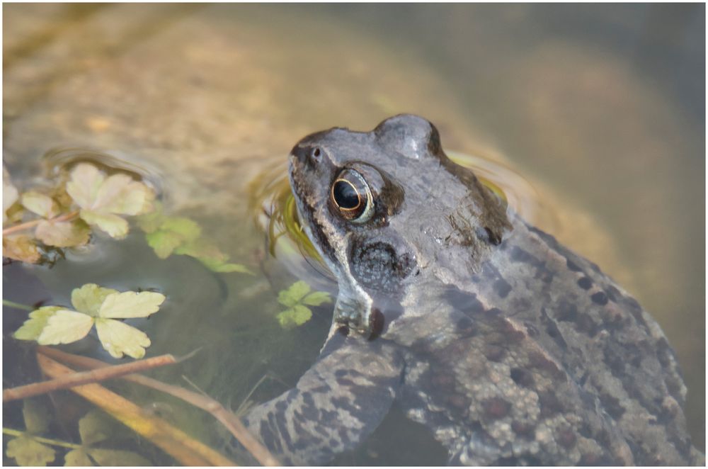 einfach noch ein Frosch