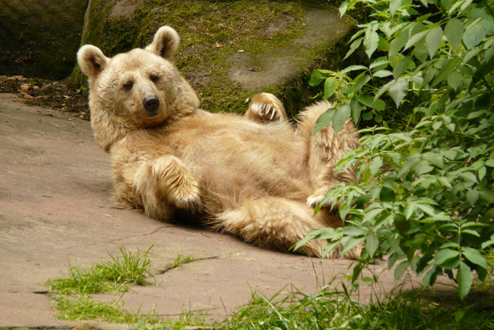 Einfach nur Bär