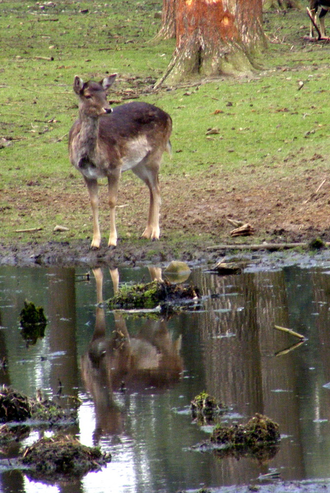 einfach nur "Bambi"