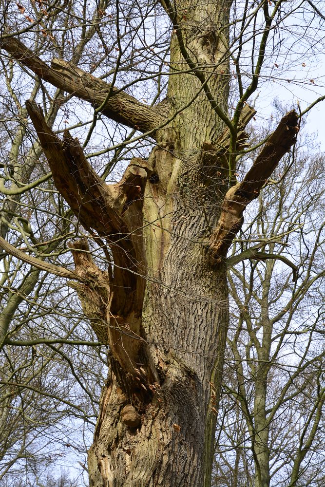 Einfach nur Baum