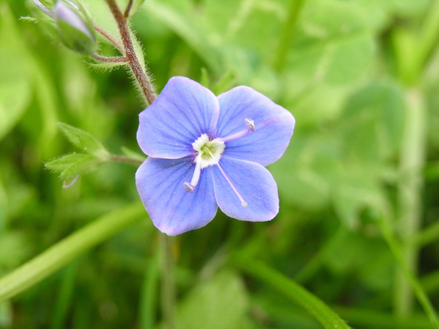 einfach nur blau