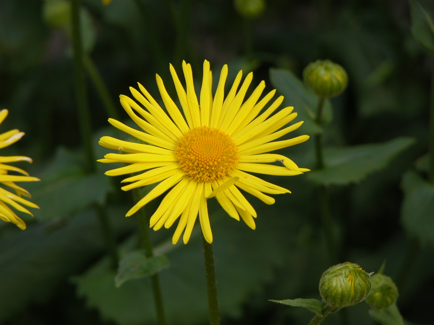 Einfach nur Blüte