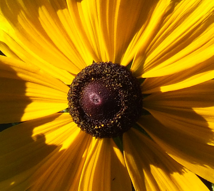 einfach nur "Blüte"