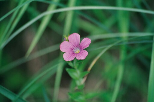 Einfach nur Blume